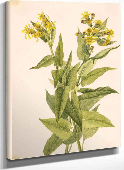 Arrowleaf Groundsel (Senecia Triangularis) By Mary Vaux Walcott