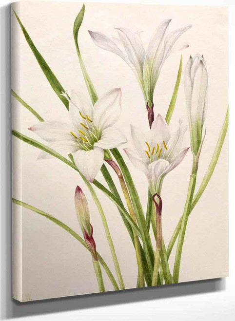 Atamasco Lily (Atamosco Atamasco) By Mary Vaux Walcott