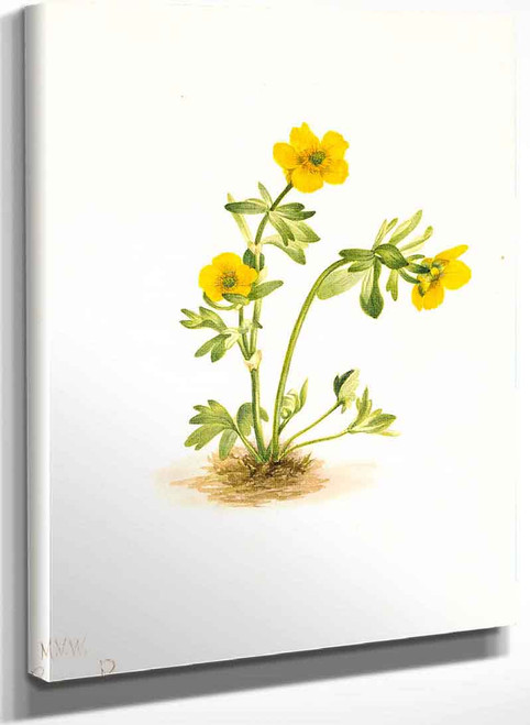 Avalanche Buttercup (Ranunculus Suksdorfii) By Mary Vaux Walcott