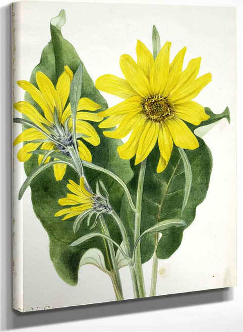 Balsamroot (Balsamorhiza Sagittata) By Mary Vaux Walcott