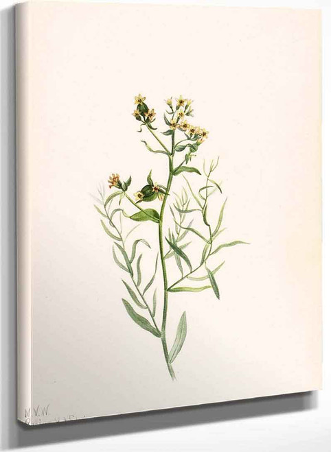 Bastard Toadflax (Comandra Pallida) By Mary Vaux Walcott