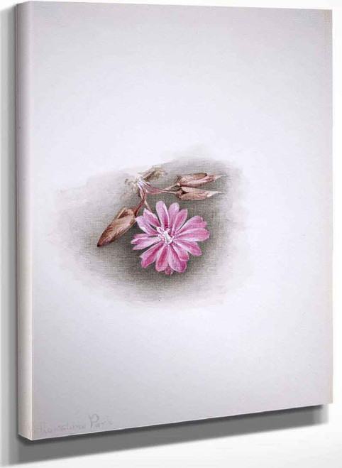 Bitterroot (Lewisia Redivivia) By Mary Vaux Walcott