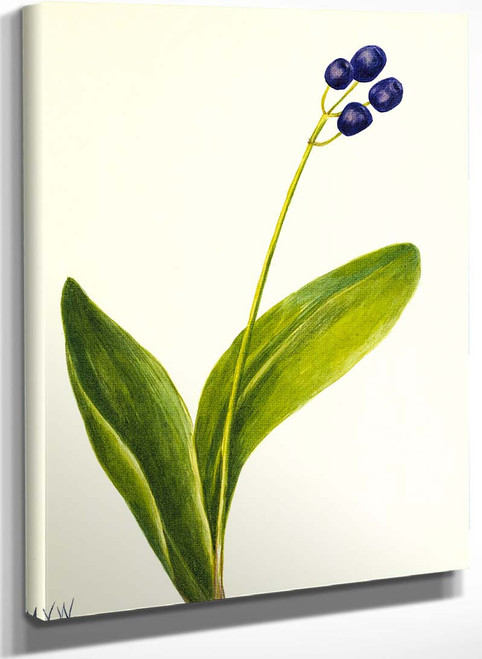 Blue Bead (Clintonia Borealis) I By Mary Vaux Walcott
