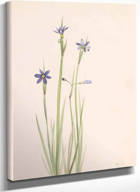 Blue Eyed Grass (Sisyrinchium Angustifolium) By Mary Vaux Walcott