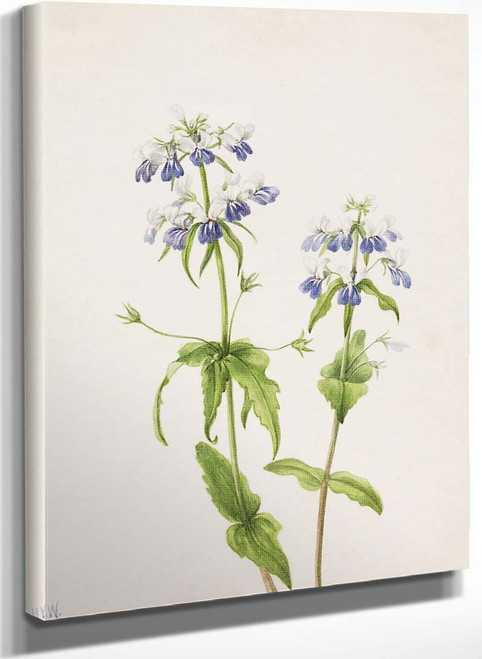 Blue Eyed Mary (Collinsia Verna) By Mary Vaux Walcott