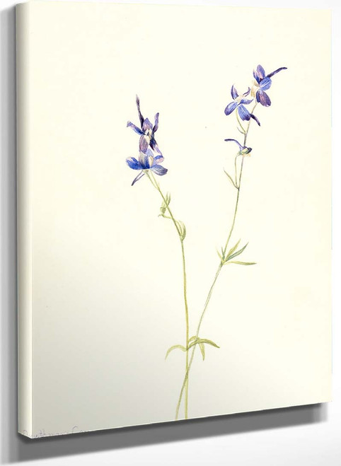 Blue Larkspur (Delphinium Nuttallianum) By Mary Vaux Walcott