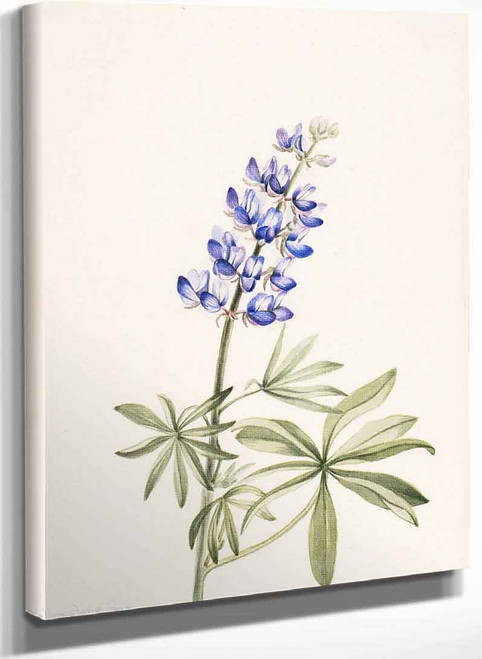 Blue Lupine (Lupinus Argenteus) By Mary Vaux Walcott