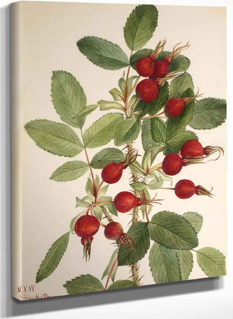 Bourgeau Rose (Rosa Bourgeauiana) I By Mary Vaux Walcott
