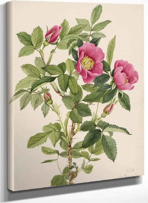 Bourgeau Rose (Rosa Bourgeauiana) By Mary Vaux Walcott