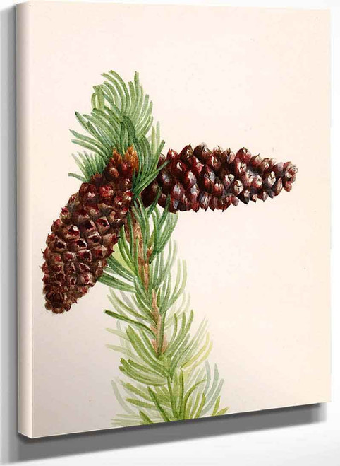 Bristle Cone Pine (Pinus Aristata) By Mary Vaux Walcott