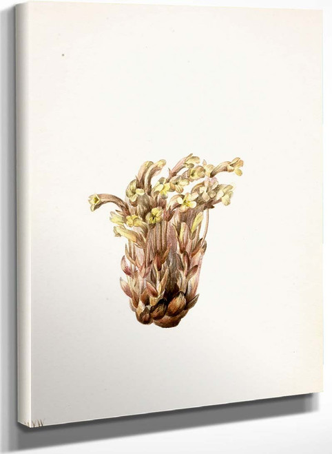 Broomrape (Orobanche Fasciculata) By Mary Vaux Walcott
