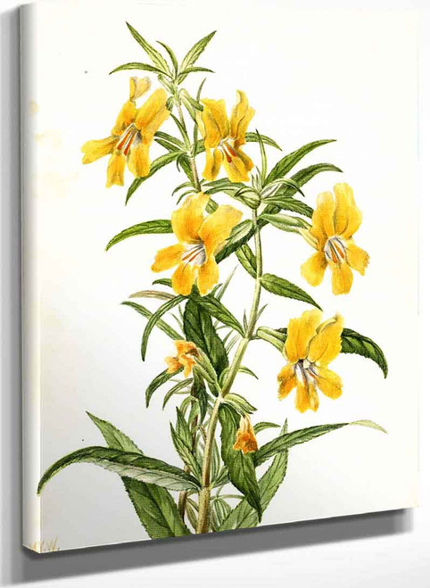 Buff Monkeyflower (Diplacus Longiflorus) By Mary Vaux Walcott