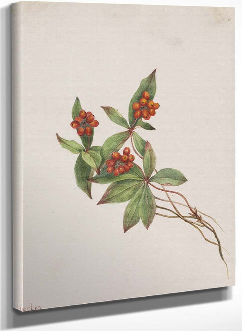 Bunchberry (Cornus Canadensis) By Mary Vaux Walcott