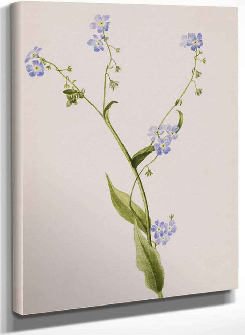 Bur Forget Me Not (Lappula Diffusa) By Mary Vaux Walcott