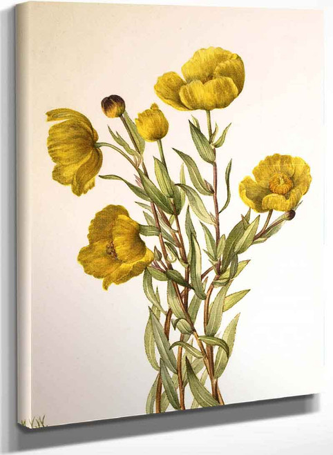 Bushpoppy (Dendromecon Rigidum) By Mary Vaux Walcott