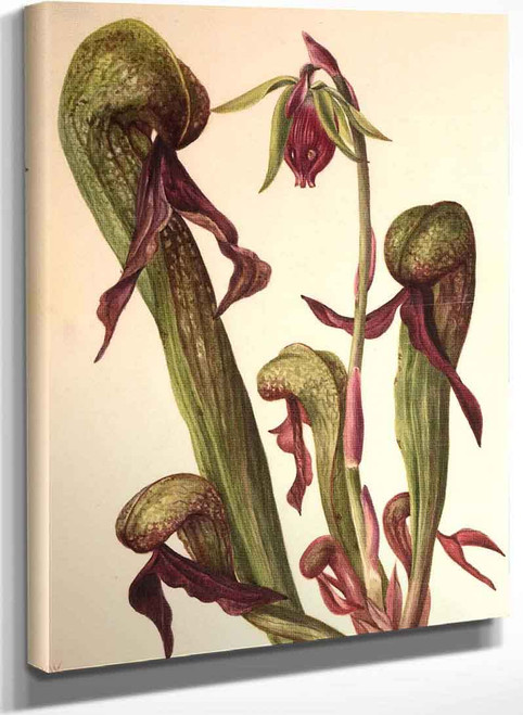 California Pitcherplant (Chrysamphora Californica) By Mary Vaux Walcott