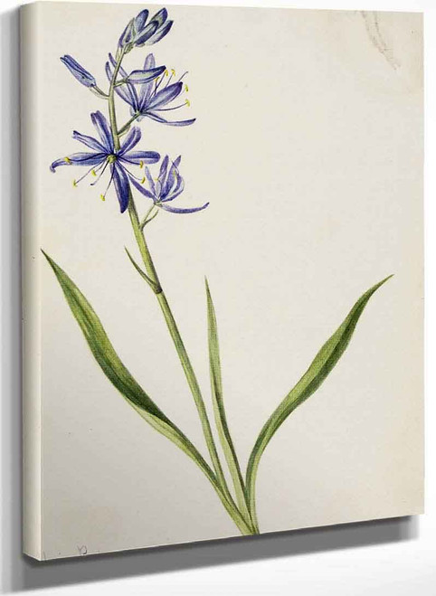 Camas (Quamasia Quamash) By Mary Vaux Walcott