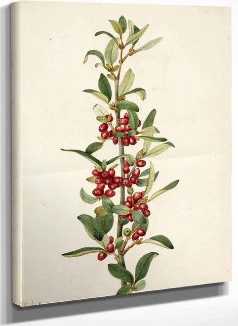 Canada Buffaloberry (Lepargyrea Canadensis) By Mary Vaux Walcott