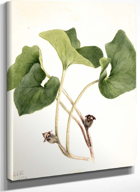 Canada Wild Ginger (Asarum Canadense) By Mary Vaux Walcott