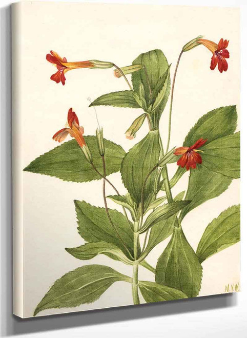 Cardinal Monkey Flower (Mimulus Cardinalis) By Mary Vaux Walcott