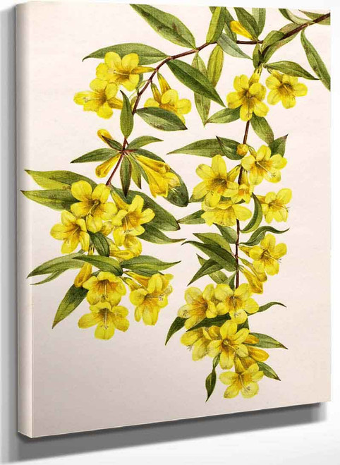 Carolina Jessamine (Gelsemium Sempervirens) By Mary Vaux Walcott