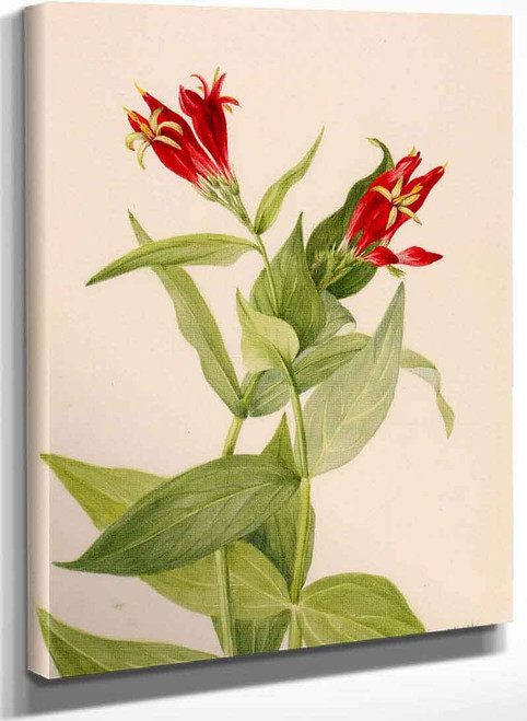 Carolina Pink (Spigelia Marylandica) By Mary Vaux Walcott