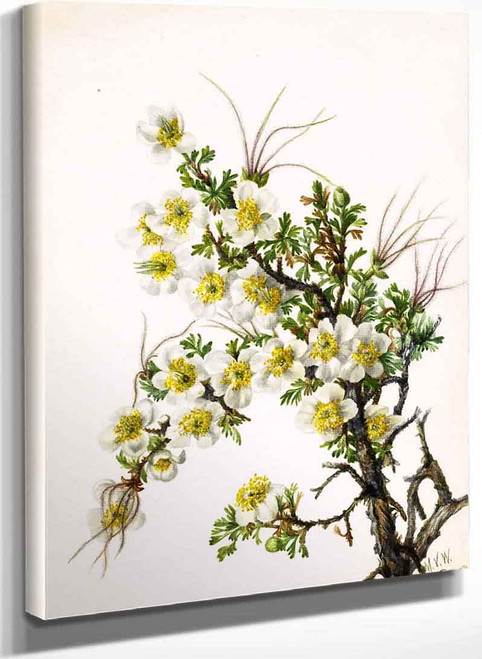 Cliffrose (Cowania Stanshuriana) By Mary Vaux Walcott