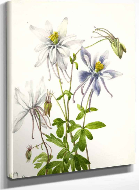 Columbine (Aquilegia Ecalcarata) By Mary Vaux Walcott