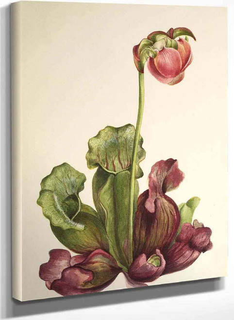 Common Pitcherplant (Sarracenia Purpurea Venosa) By Mary Vaux Walcott