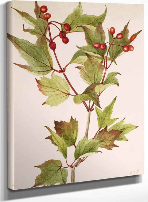 Cranberrybush (Viburnum Pauciflorum) By Mary Vaux Walcott Cranberrybush (Viburnum Pauciflorum) By Mary Vaux Walcott