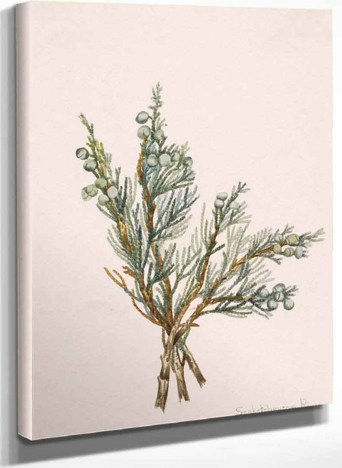 Creeping Juniper (Juniperus Horizontalis) By Mary Vaux Walcott