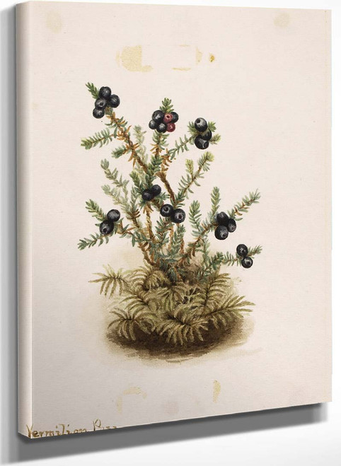 Crowberry (Empetrum Nigrum) By Mary Vaux Walcott
