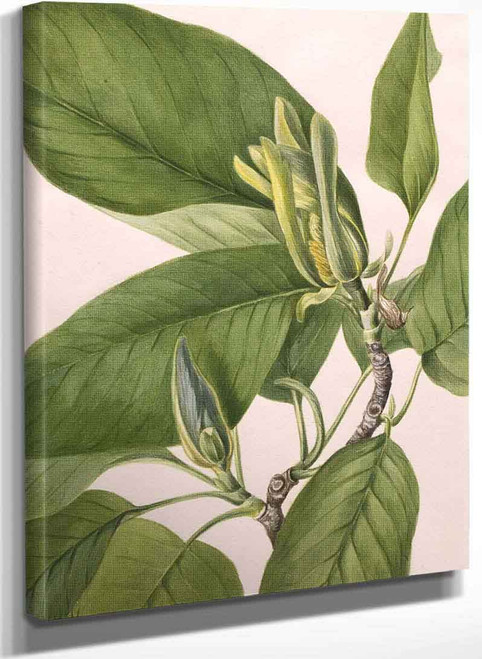 Cucumbertree (Magnolia Acuminata) By Mary Vaux Walcott