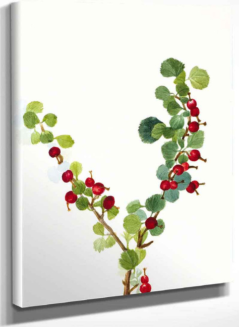 Currant (Unfinished) (Ribes Species) By Mary Vaux Walcott