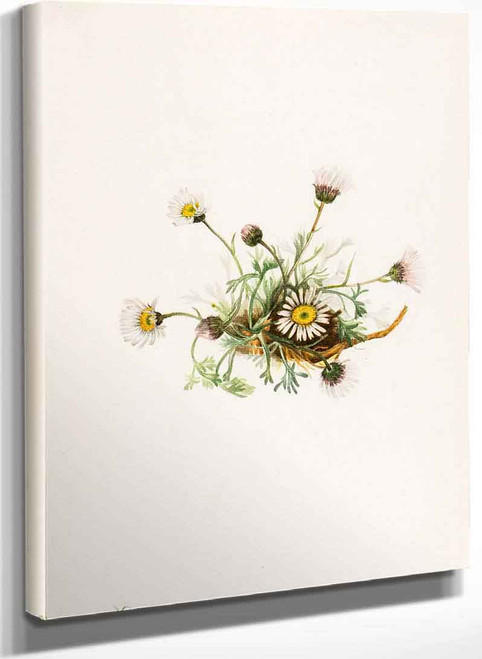 Cut Leaf Fleabane (Erigeron Compositus) By Mary Vaux Walcott