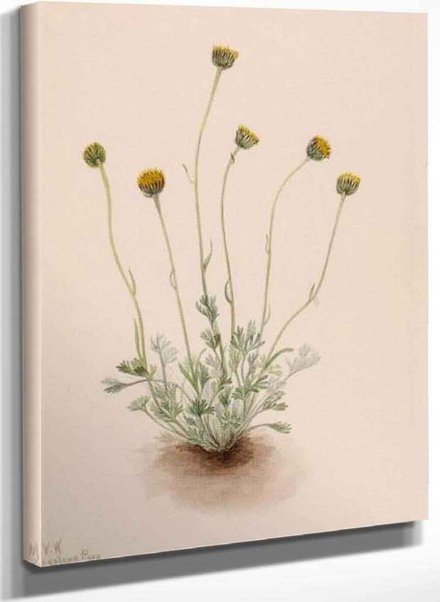 Cut Leaf Fleabane (Erigeron Compositus Nudus) By Mary Vaux Walcott