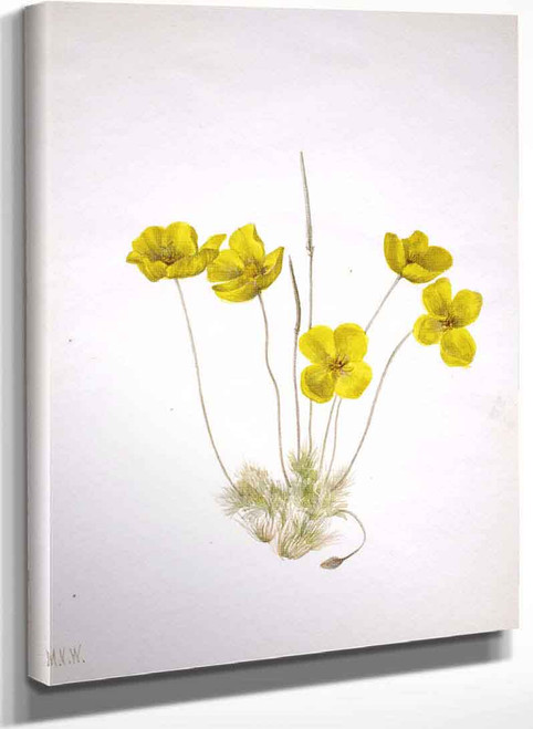 Desert Poppy (Eschscholtzia Glyptosperma) By Mary Vaux Walcott