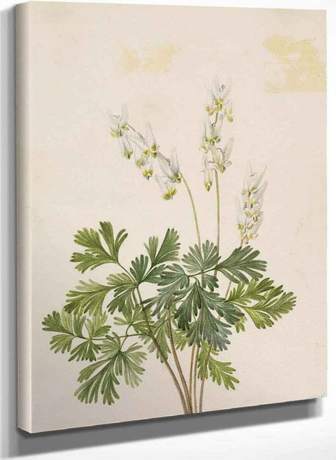 Dutchmans Breetches (Bikukulla Cucullaria) By Mary Vaux Walcott