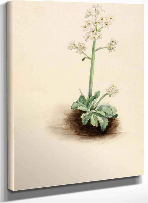 Early Saxifrage (Saxifraga Virginiensis) By Mary Vaux Walcott