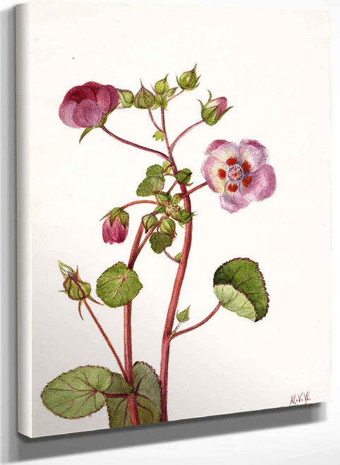 Eremalche Rotundifolia By Mary Vaux Walcott