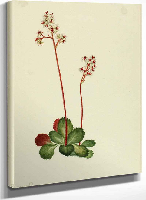 Evergreen Saxifrage (Leptarrhena Pyrolifolia) By Mary Vaux Walcott