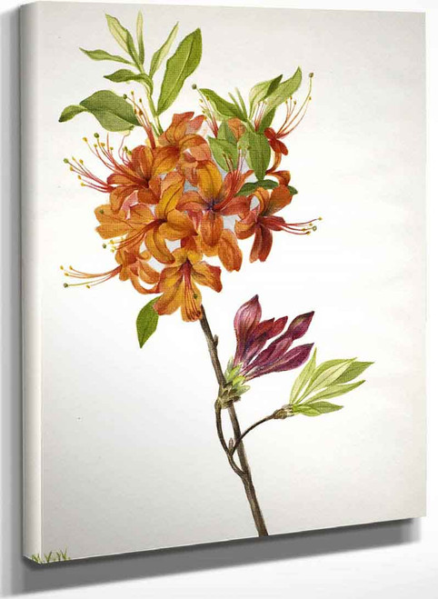 Flame Azalea (Rhododendron Speciosum) By Mary Vaux Walcott
