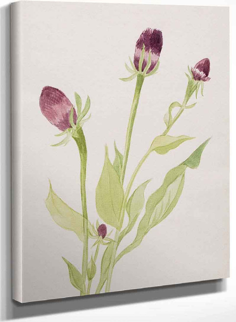 Flower Study Ii By Mary Vaux Walcott