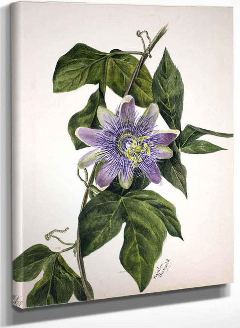 Flower Study Xxiv By Mary Vaux Walcott