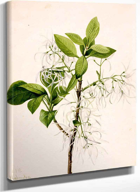 Fringe Tree (Chionanthus Virginica) By Mary Vaux Walcott
