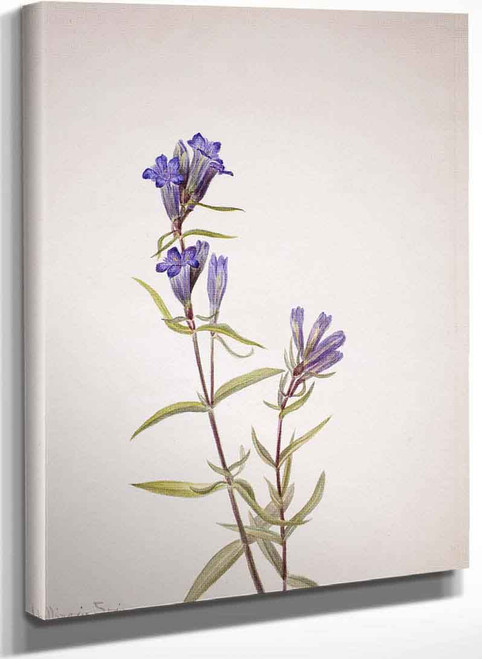 Gentian (Gentiana Affinis) By Mary Vaux Walcott