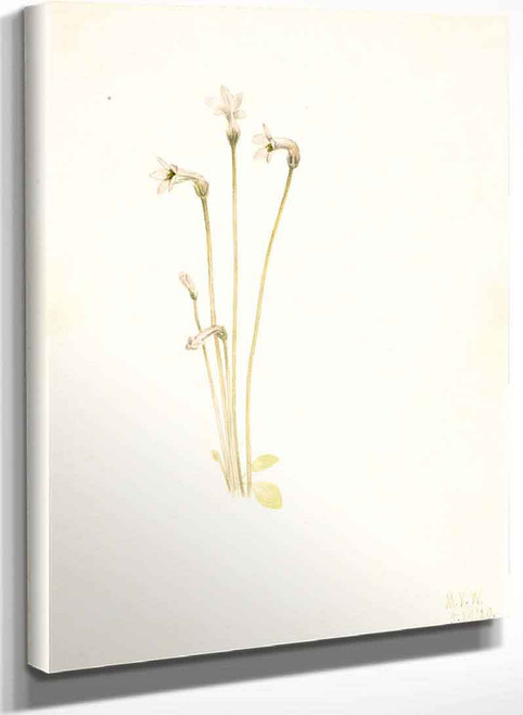Ghostpipe (Thalesia Uniflora) By Mary Vaux Walcott