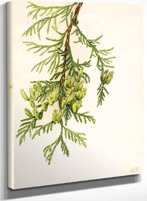 Giant Arborvitae (Thuja Plicata) By Mary Vaux Walcott
