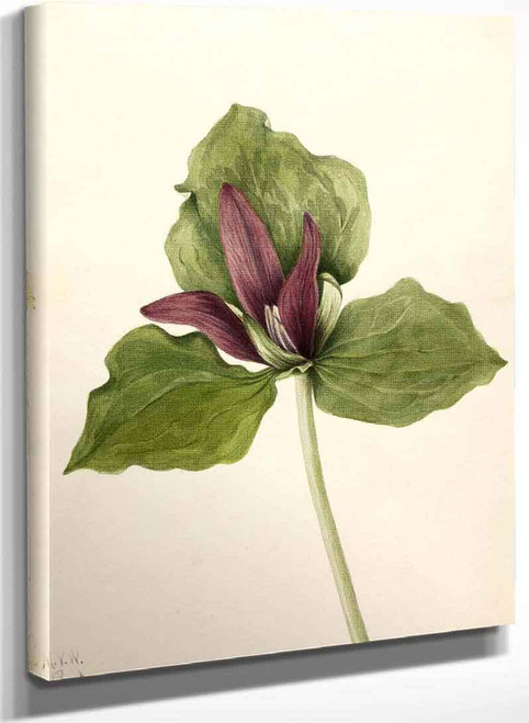 Giant Trillium (Trillium Chloropetalum) By Mary Vaux Walcott