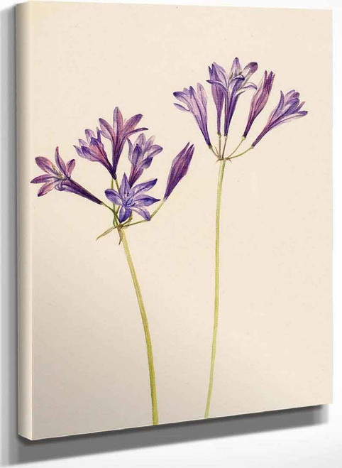 Grass Nut (Brodiaea Laxa) By Mary Vaux Walcott